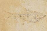 Fossil Fish Plate (Diplomystus & Knightia) - Wyoming #91589-4